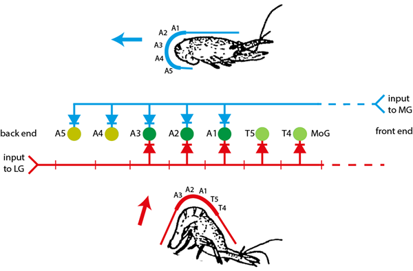 crayfish escape circuit